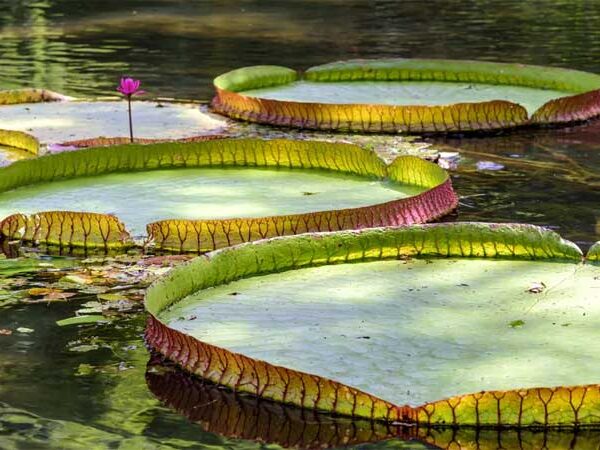 Pesquisadores propõem criação de um biobanco de dados genéticos de espécies amazônicas