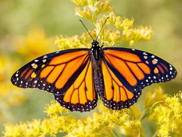 Manchas nas asas de borboleta monarca influenciam na migração da espécie