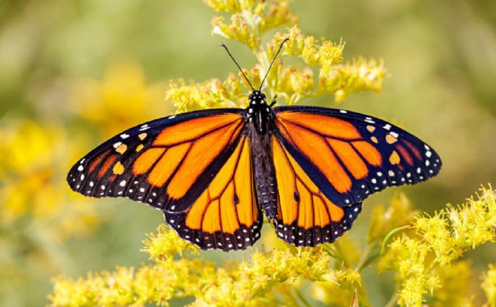 Manchas nas asas de borboleta monarca influenciam na migração da espécie