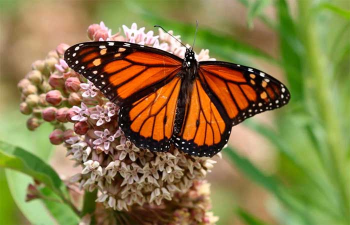 Cientistas explicam porque algumas borboletas tem pontos brancos nas asas