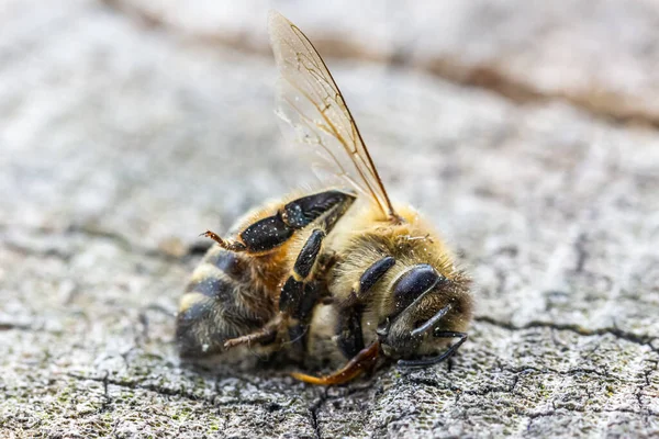 Europa despeja no Brasil mais de 6.000 toneladas de pesticidas por ano que matam abelhas