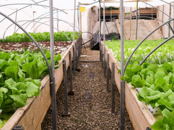 Israel cultiva fazenda orgânica no terraço do shopping mais antigo do país