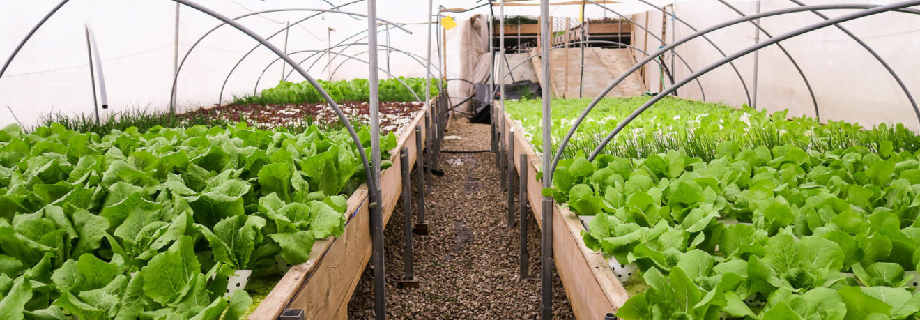 Israel cultiva fazenda orgânica no terraço do shopping mais antigo do país