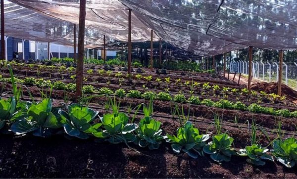 Horta orgânica de Taubaté (SP) produz alimentos para milhares de famílias carentes todo mês