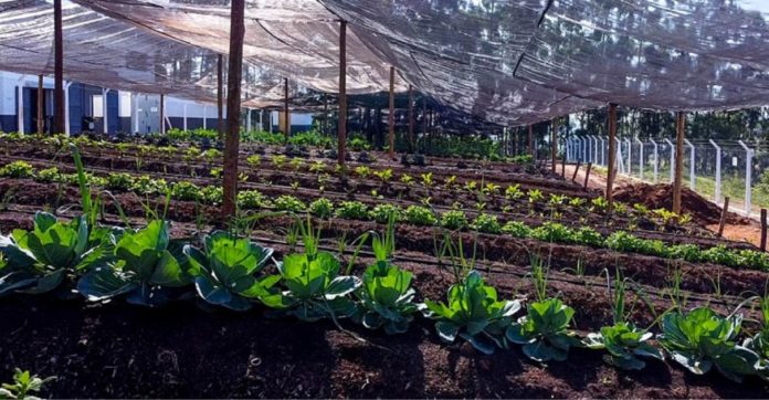 Horta orgânica de Taubaté (SP) produz alimentos para milhares de famílias carentes todo mês