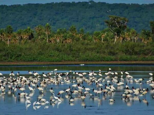 O acervo didático que divulga as belezas e ameaças do Pantanal