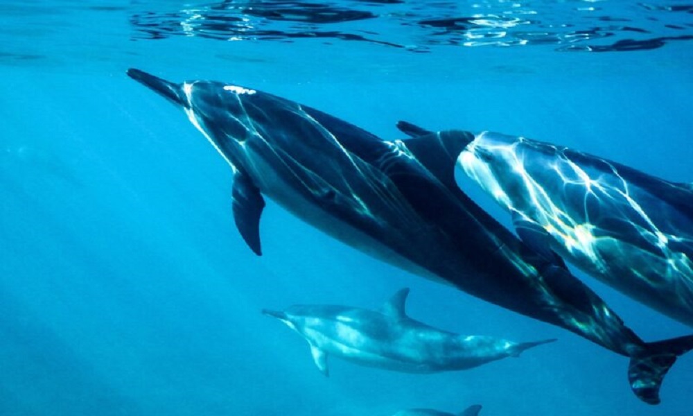 Mãe golfinho faz “voz de bebê” para se comunicar com filhotes