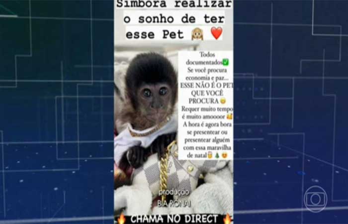 Exibição de animais silvestres nas redes sociais está na mira do Ibama