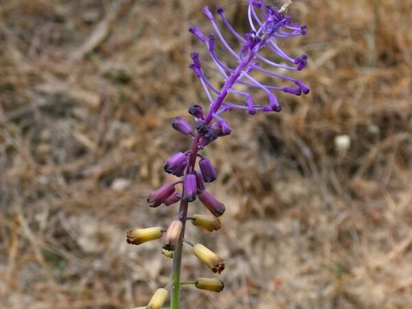 Descoberta nova espécie de flor para Portugal, o jacinto-dos-matos