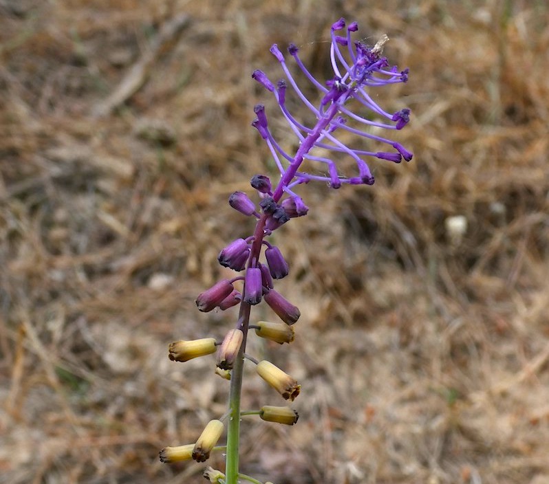 Descoberta nova espécie de flor para Portugal, o jacinto-dos-matos