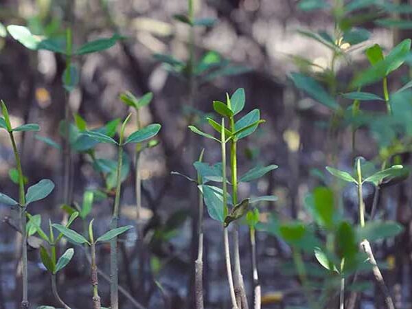 Estudo revela novas conexões entre áreas de mangue de diferentes regiões do Brasil