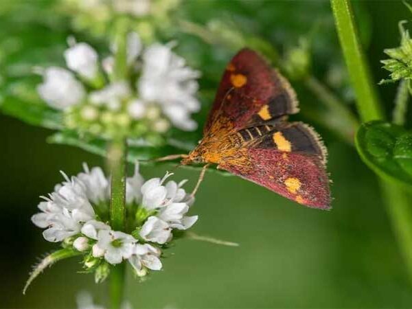 Salvar mariposas é tão importante quanto as abelhas, conclui estudo