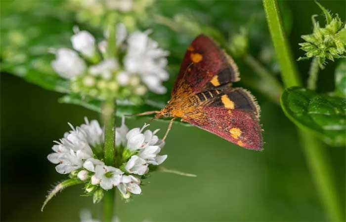 Salvar mariposas é tão importante quanto as abelhas, conclui estudo