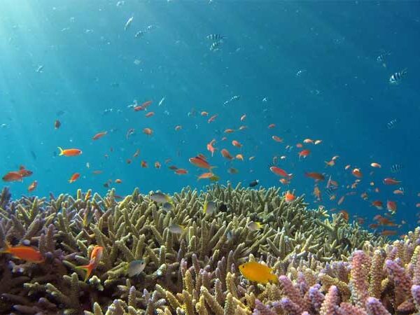 Placas tectônicas podem explicar expansão da biodiversidade marinha