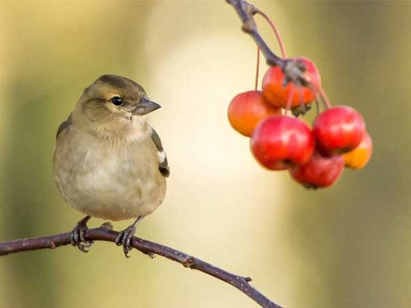 A Europa perdeu mais de meio bilhão de aves em 40 anos. A maior causa? Agrotóxicos e fertilizantes