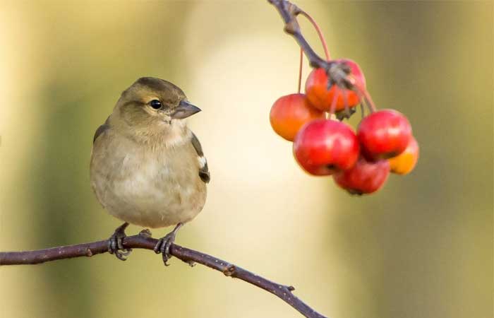 A Europa perdeu mais de meio bilhão de aves em 40 anos. A maior causa? Agrotóxicos e fertilizantes