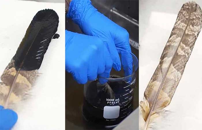 Jovem engenheira cria produto biodegradável que limpa o óleo das penas das aves em tempo recorde