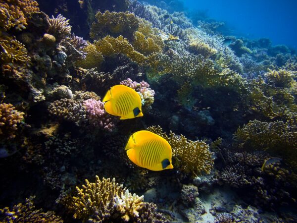 ONU abre inscrições para bolsas de estudo sobre oceanos