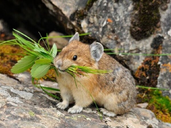 Pika, mamífero de 20 cm, entra na lista de ameaçados de extinção