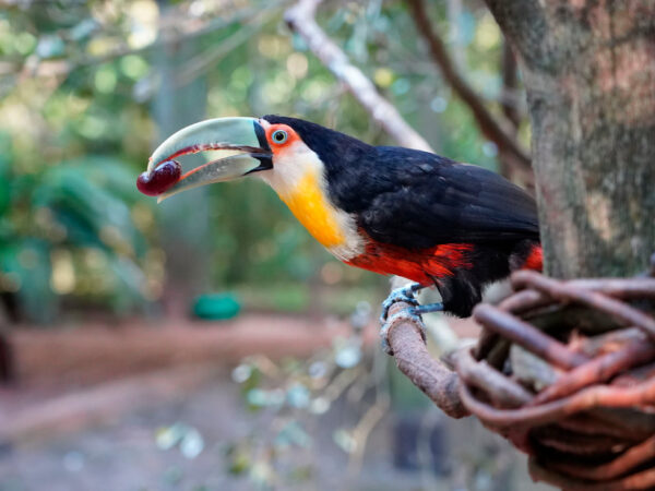 Plantas que Atraem Aves e Outros Bichos – eBook