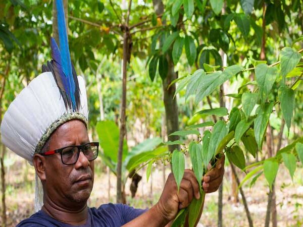 Como redes de sementes pelo Brasil vêm ajudando a restaurar os biomas