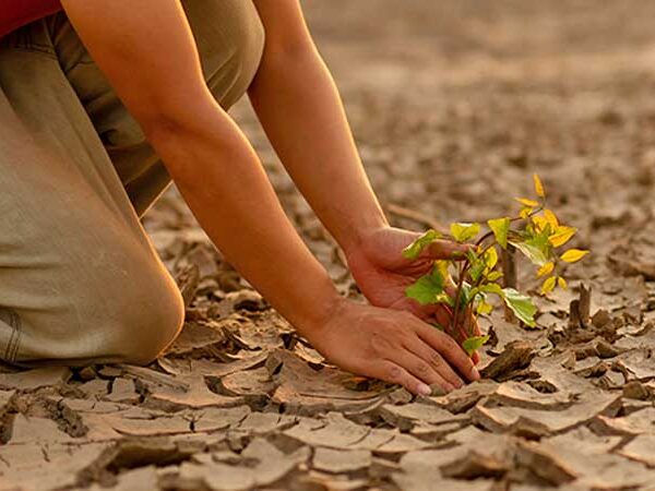 Como o mundo tem atuado no combate à desertificação