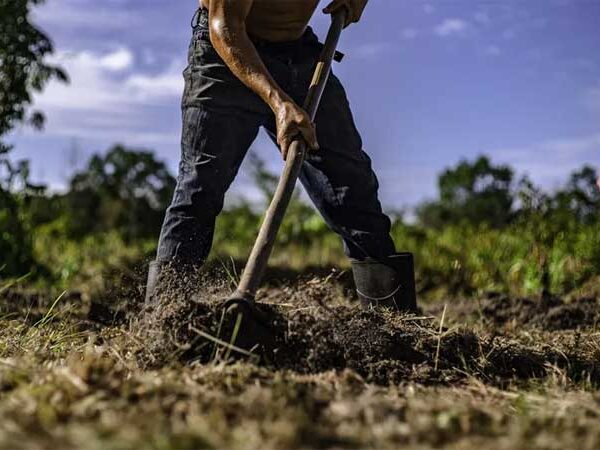 Um herói sob nossos pés: solos podem ajudar mundo a enfrentar emergência climática