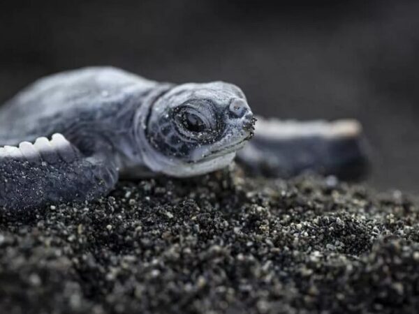 Micro plásticos encontrados na areia afetam tartarugas marinhas