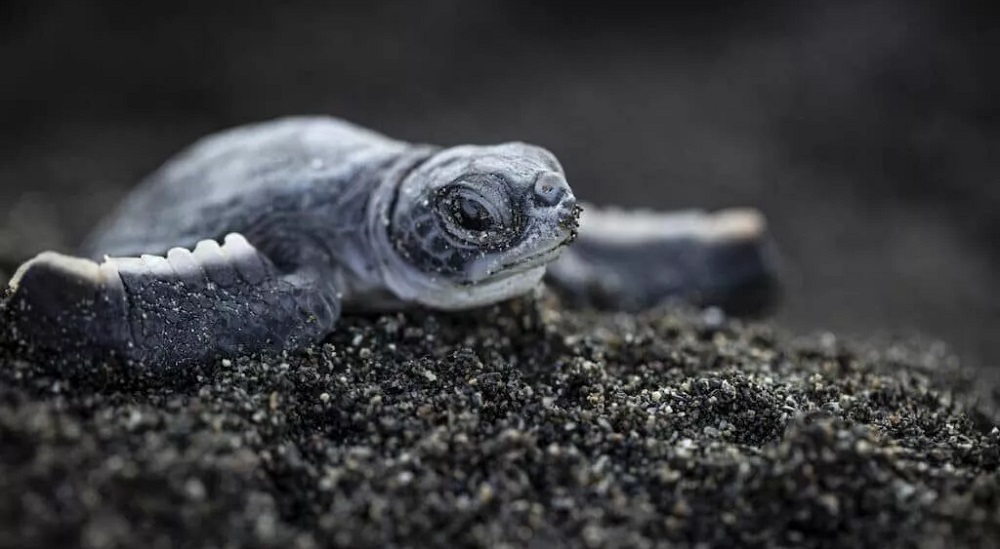 Micro plásticos encontrados na areia afetam tartarugas marinhas