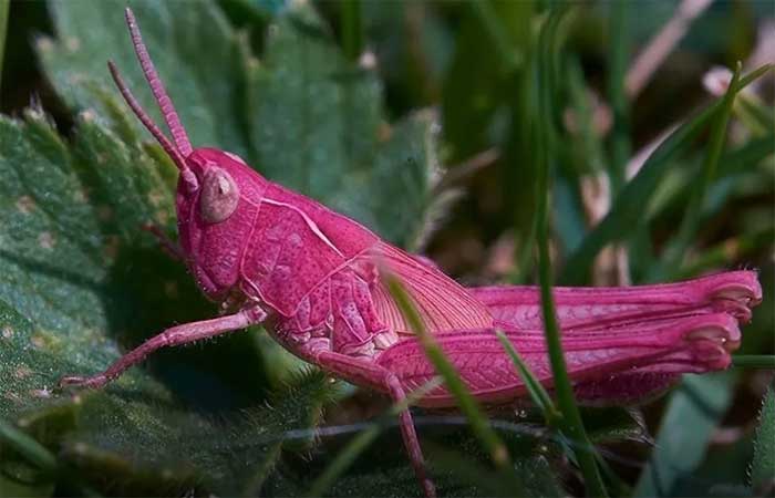 Grilo rosa: britânico encontra animal raríssimo no jardim de sua casa