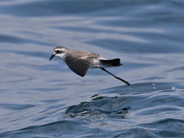 Plásticos: Mediterrâneo é a região mais perigosa do mundo para aves marinhas