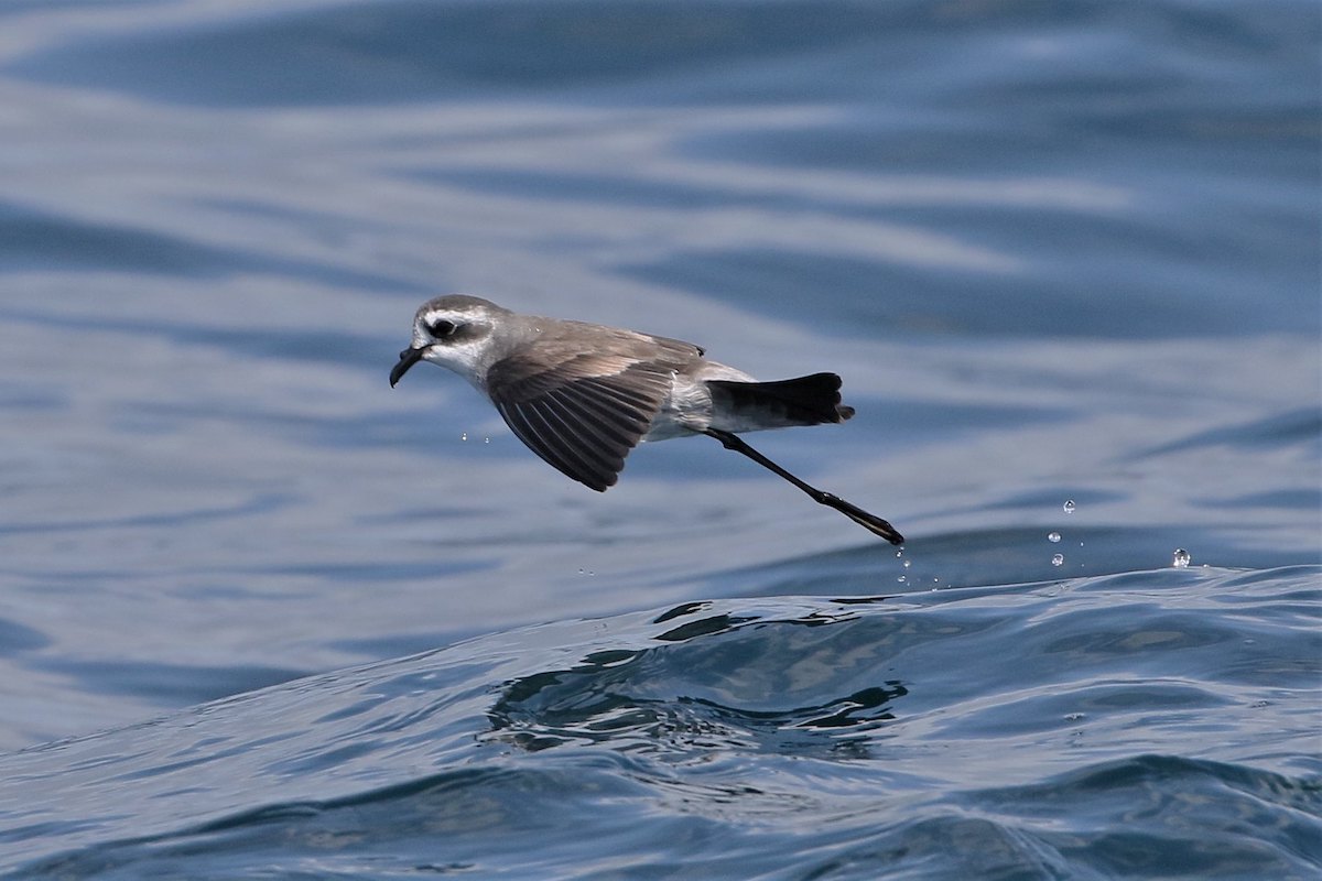 Plásticos: Mediterrâneo é a região mais perigosa do mundo para aves marinhas