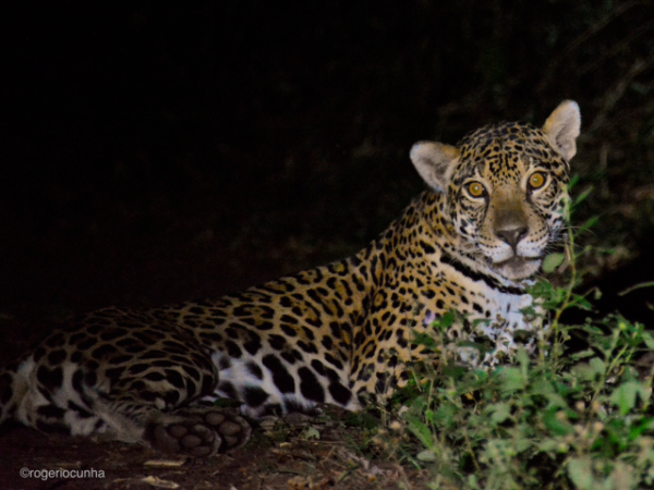 Onça-pintada é avistada no Parque Nacional do Iguaçu