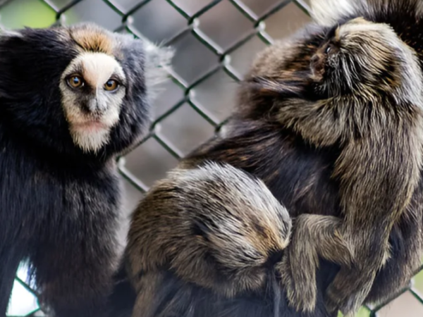 Sagui-caveirinha nasce em núcleo de conservação de SP