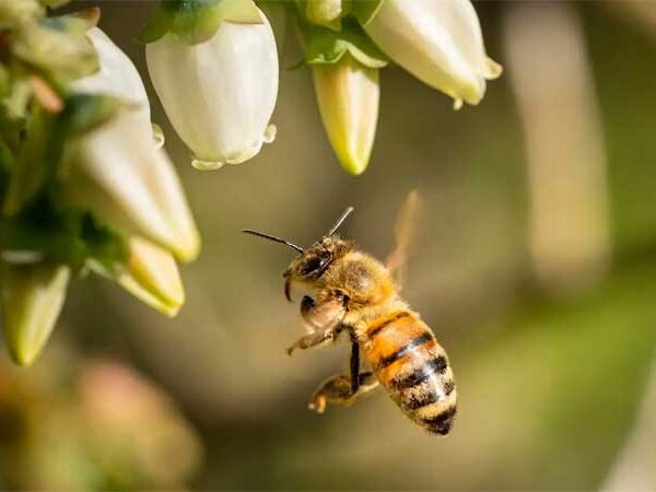 Apicultores do Douro Internacional pedem ajuda para alimentar abelhas