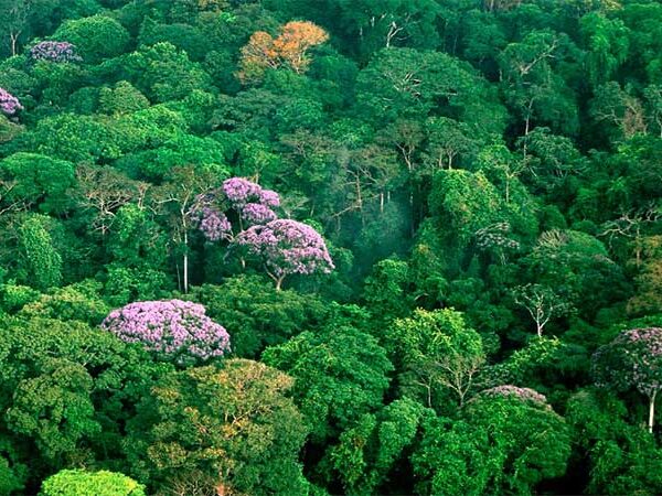 Estudo mostra que distância favorece árvores da mesma espécie