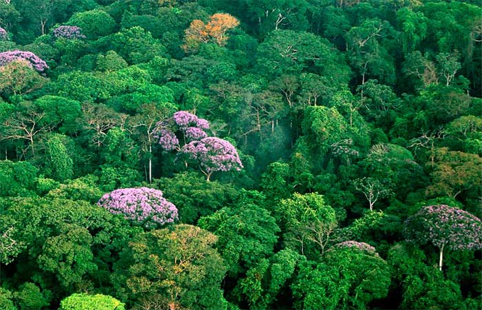 Estudo mostra que distância favorece árvores da mesma espécie