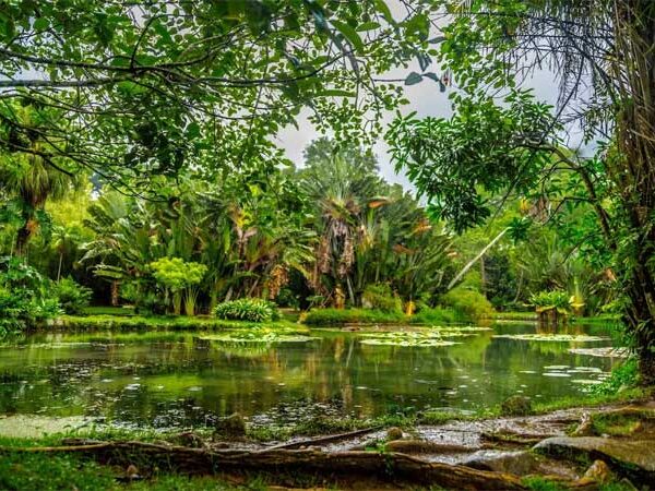 Aquecimento global pode causar morte das folhas de florestas tropicais, aponta estudo