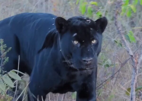 ‘Guirigó’: onça-preta de olhos amarelos surpreende ambientalistas com aproximação rara