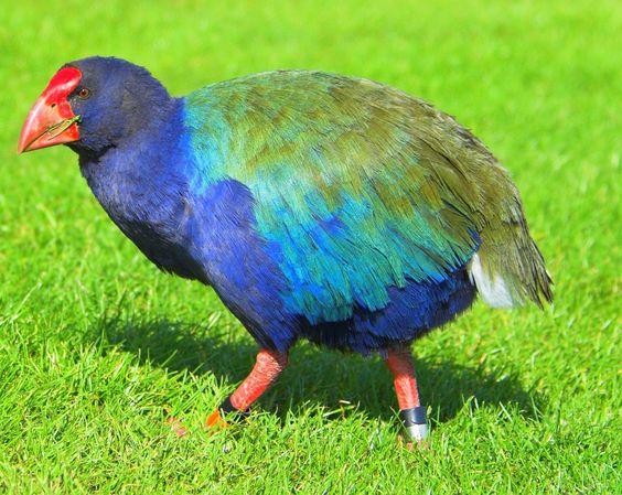 Takahe Ave, ave pré-histórica considerada extinta, volta a habitar Ilha Maori na Nova Zelândia