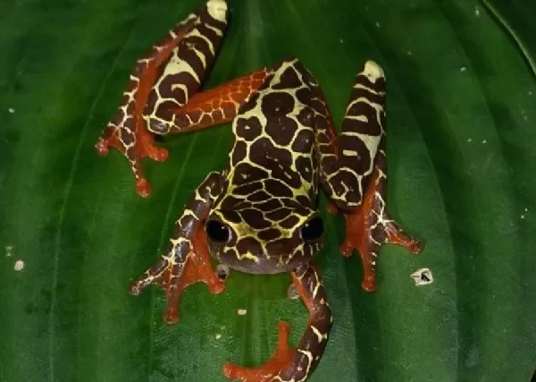 Sapinho pintado é fotografado em Cruzeiro do Sul