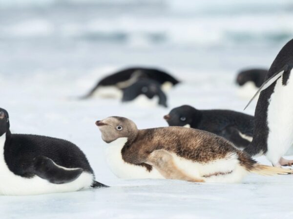 Raridade: Pinguim Loiro é Encontrado na Antártida