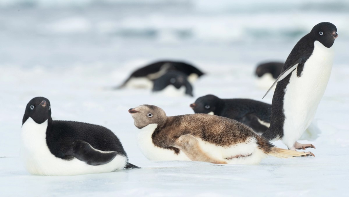 Raridade: Pinguim Loiro é Encontrado na Antártida