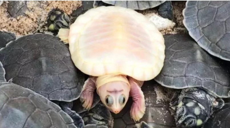 Em Roraima, projeto encontra 17 filhotes raros de tartarugas brancas