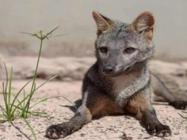 Com a maior biodiversidade do mundo, Fauna brasileira tem mais de 100 mil espécies