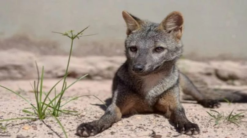 Com a maior biodiversidade do mundo, Fauna brasileira tem mais de 100 mil espécies