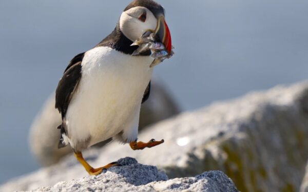 Colônias de papagaios-do-mar do Maine se recuperando diante das mudanças climáticas