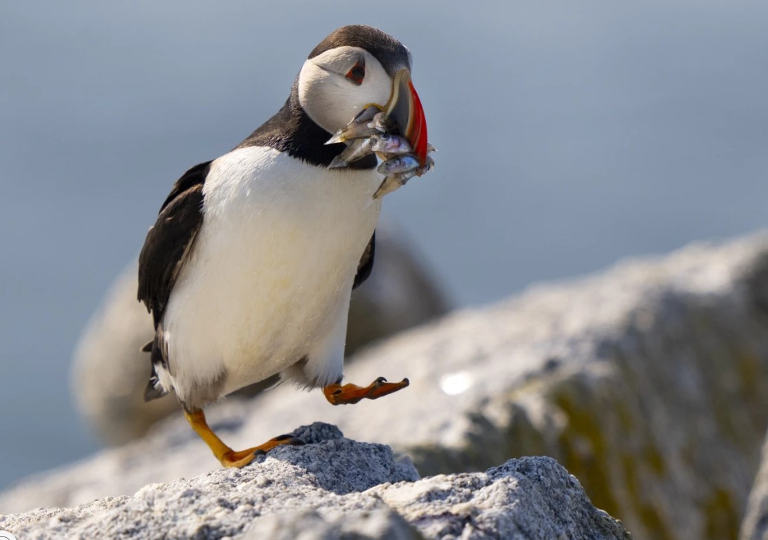 Colônias de papagaios-do-mar do Maine se recuperando diante das mudanças climáticas