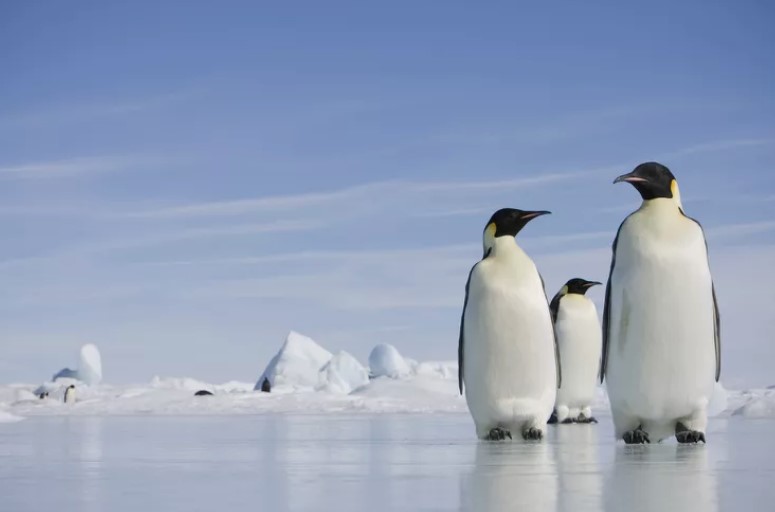 65% das plantas e vida selvagem da Antártida diminuirão até 2100, conclui estudo