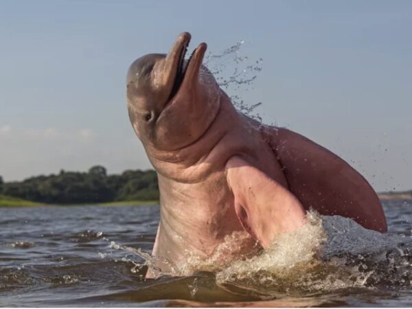 Botos do Rio Amazonas ameaçados por propostas de barragens e dragagem